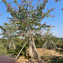 红花羊蹄甲种植基地批发红花紫荆洋紫荆 全冠红花羊蹄甲基地报价