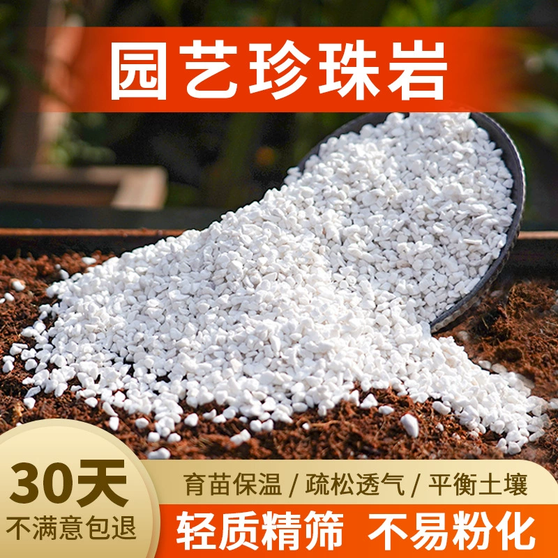 Вздувшая универсальная мясистая твердая беспыльная рассада