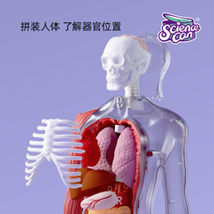 科學罐頭我們的身體兒童教學玩具人體解剖模型器官可拆卸科教玩具