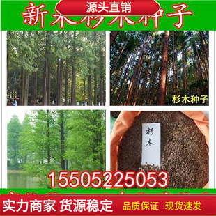 新采杉木种子刺杉种子沙树杉树种子水杉柳杉冷杉落羽杉油杉树种子-阿里巴巴
