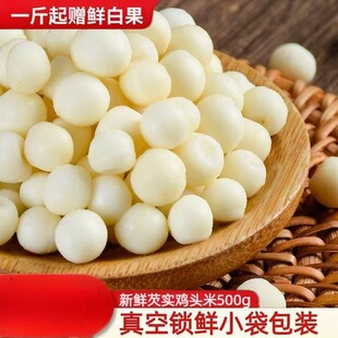 ���ݖ|�P�u�^��2026���r�͌�����հ��b�i�rʳƷ�Č�500g���]