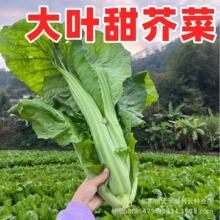 大合甜芥菜种子芥菜蔬菜种子四季秋播芥菜种子叶子青菜种子甜芥菜