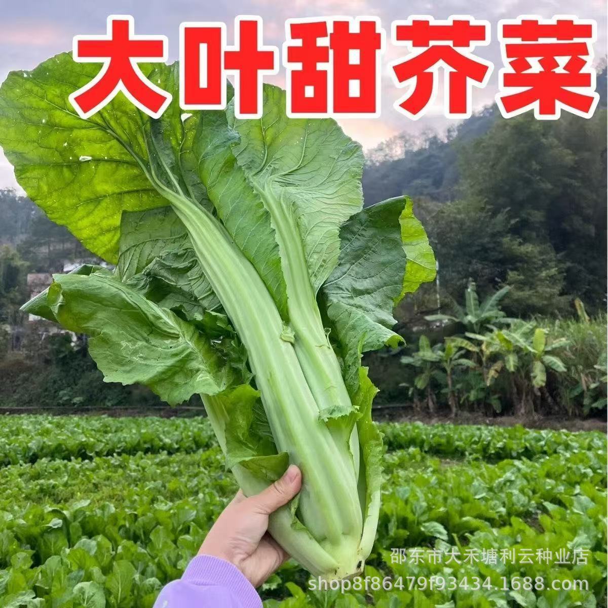 大合甜芥菜种子芥菜蔬菜种子四季秋播芥菜种子叶子青菜种子甜芥菜