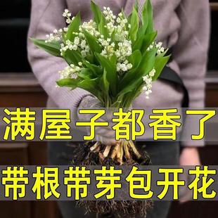 Lily of the Valley Seedlings with Buds and Roots Potted Plant Bulbs Imported Cold-Resistant Indoor and Outdoor Florals and Green Plants with Buds in All Seasons