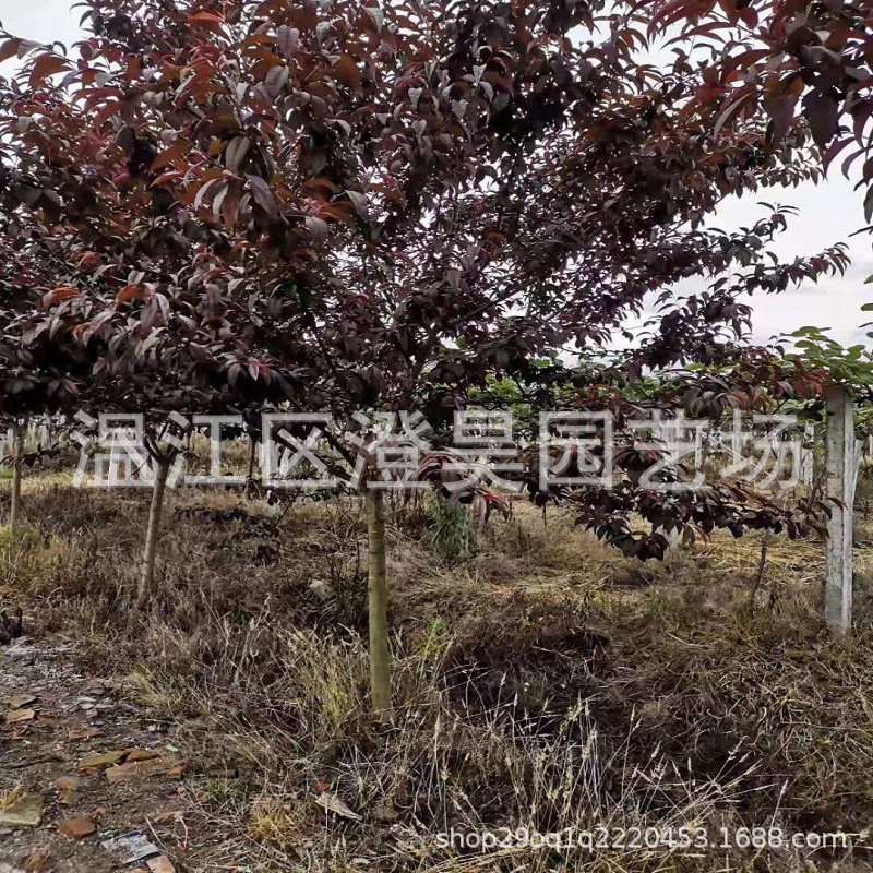 成都批发规格红叶碧桃长期提供品种乔木灌木地被详情致电景观树苗
