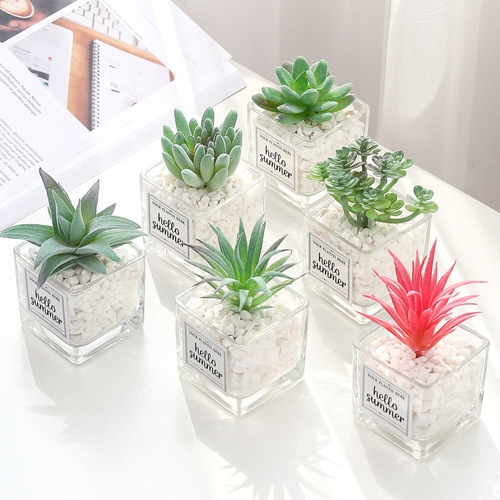 Small sword bergamot bonsai succulent plant potted ornaments glass basin succulent online store shooting props batch
