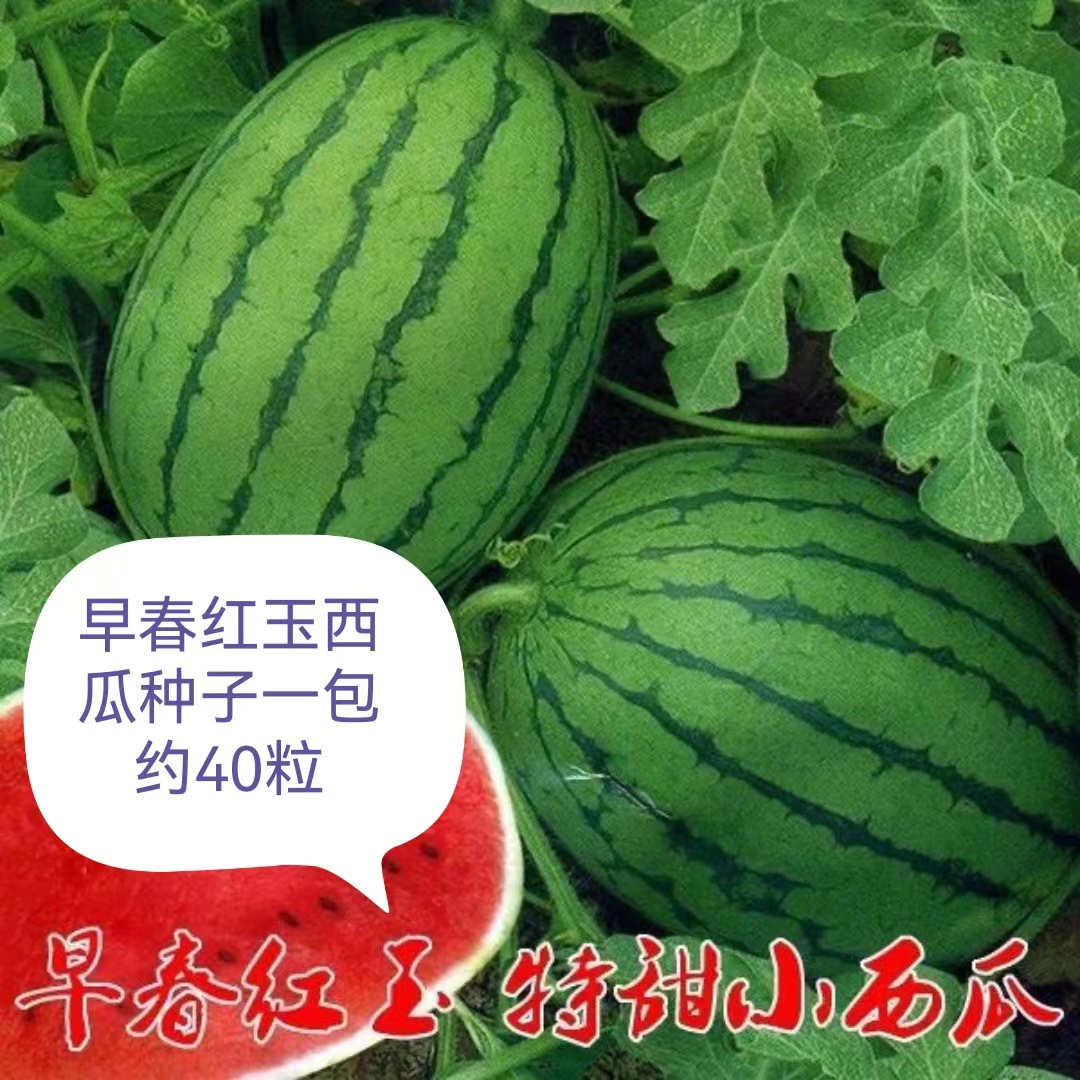 早春红玉西瓜种子皮薄蔬菜种子农家四季播种小西瓜地爬盆栽