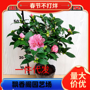 һ�����l�軨���Դ󻨝������ļ��_�������軨����ͥԺ�̨����ֲ