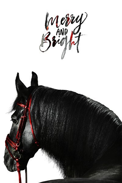 50322 Caballo de lujo ligero08