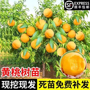 �S�Ҙ��m�Ҙ����޽��綬�����Ҙ�����Ϸ������Nֲ���箔��Y��