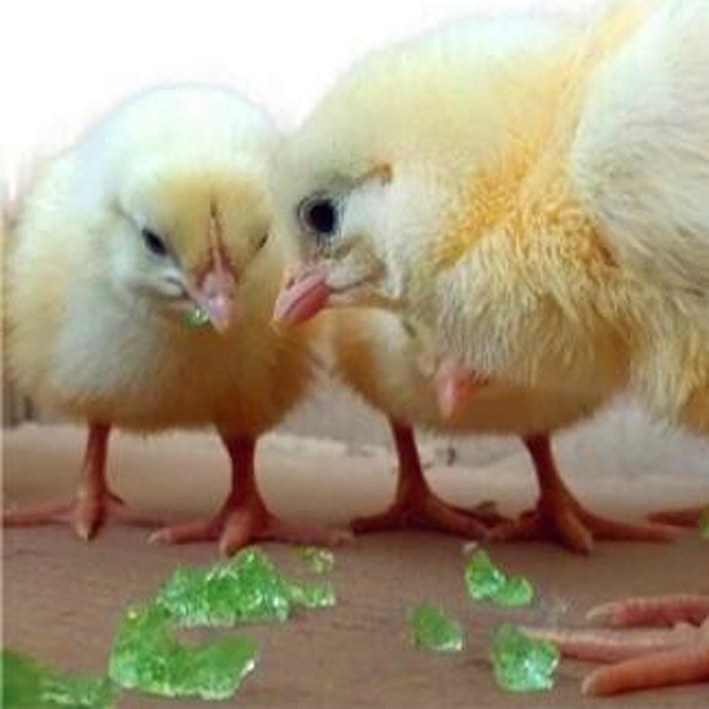 高吸水性树脂，高分子材料，SAP，小鸡小鸭幼禽能量补充液