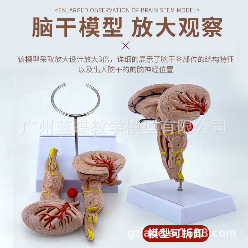 �ԸɷŴ�ģ�����ԡ����š������Լ����Ժ����񾭵Ƚṹ ҽѧģ��