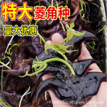 老菱角种子苗两角四角青菱角红菱角菱角苗种植水生植物净化池塘