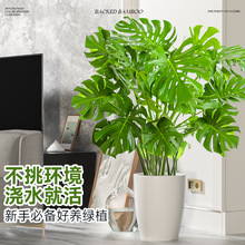 龟背竹客厅大盆栽大型老桩盆栽室内植物大叶开背高级盆景懒人好养