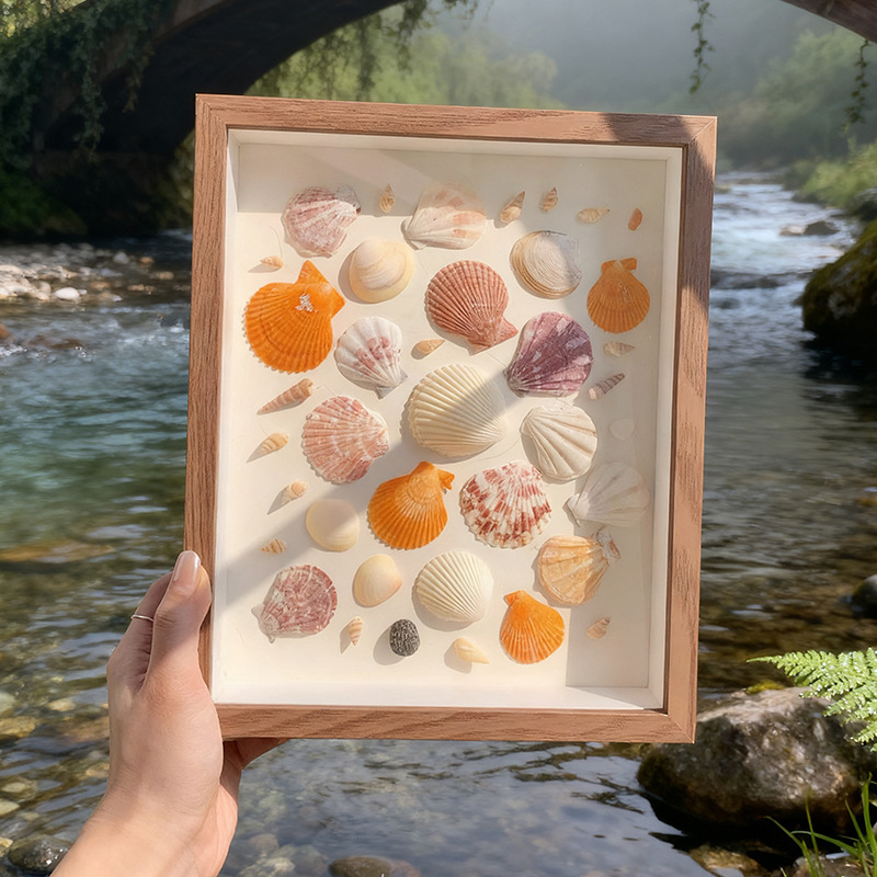 Shell conch hollow photo frame diy handmade table three-dimensional storage frame insect plant dried flower specimen display frame