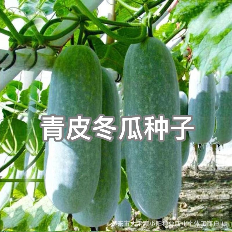 Guangdong Green-Skinned Winter Melon Seeds, Disease-Resistant, High-Yielding, Mid-Late Maturing Varieties, Balcony Courtyard Autumn Sowing Vegetable Seeds