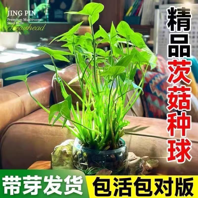 Aquatic Plants, Hydroponic Duckweed Seedlings, Pond Decoration Flowers, Purify Fish Tank Water, Hydroponic Duckweed Aquatic Plants, Hydroponic Duckweed Seedlings, Pond Decoration Flowers, Purify Fish Tank Water, Hydroponic Duckweed