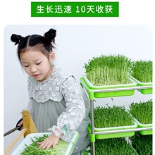 芽苗菜豆子无土栽培麻豌豆黄绿豆纸上种菜纯水培蔬菜发黄绿黑豆芽