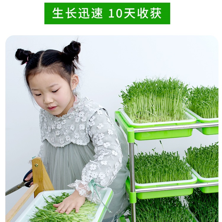 芽苗菜豆子无土栽培麻豌豆黄绿豆纸上种菜纯水培蔬菜发黄绿黑豆芽