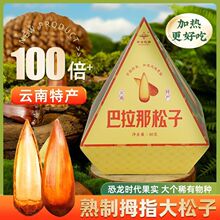 云南正宗巴拉那松手松球长粒干果开口手剥巴西原产松球松子坚果