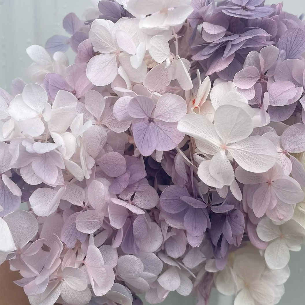 ✅ Flores secas flores eternas hortenida color gradiente material hecho a mano bolsa de calzado de boda cubierta de vidrio grupo de construcción de flores actividades