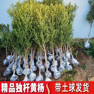 �ز�ͥԺ�����ͺ��ļ���������辰�S�����S������ӵ�С�~���U��