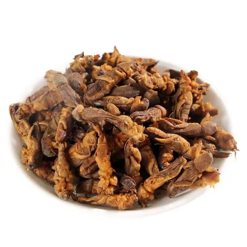 Lou Gu Dried (Gryllotalpa orientalis) — Whole Dried Mole Cricket, Traditional Herbal Material 500g in use