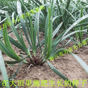 ¾²˸ϸ~tļ¾²˸̨߲²^