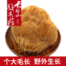 东北吉林特产 长白山野外生长猴头菇500g  菌菇干货无硫煲汤鲜品