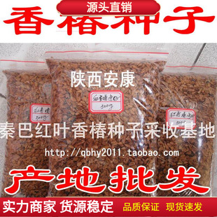 �ذ��¿�����μt�~�t�ͷN��ѿ��˷N�ļ�ѿ�㴻����N���̨�N