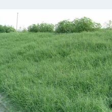 �ͺ��͟��F���ݲݷN�����ļ��R�����ײ��N�͸��ݲ��Ѳ����ò��ļ�