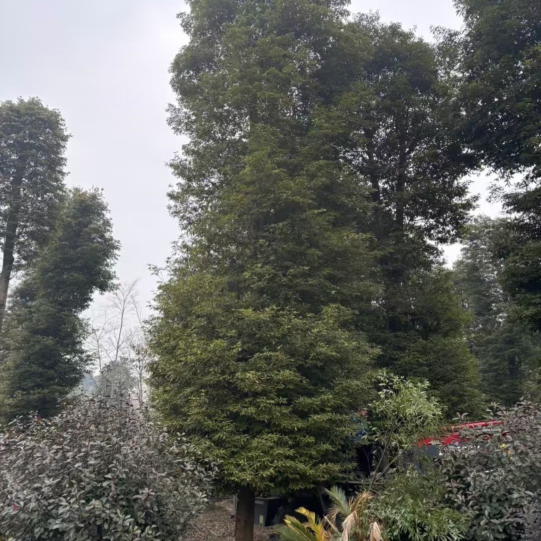 重庆贵州四川桢楠12公分桢楠15公分桢楠18公分桢楠20公分