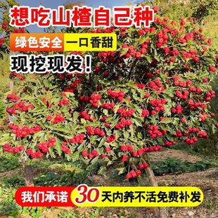 ɽ高�����������t��ɽ����Ϸ������Nֲ���Ե���ɽ髼޽ӹ���