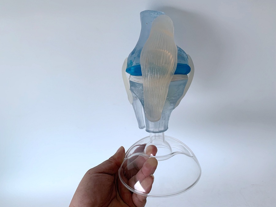 人体膝关节模型 透明人类膝关节带韧带功能演示教学教具人体模型|ms