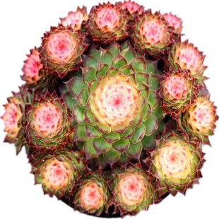 ����ֲ�� �߲��^��ɏȺ���t� �ױ����Ժðl؛ϡ��Ʒ�N��ݗ�仨��