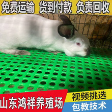 活体八点黑肉兔大量批发鸿祥长期供应优质伊拉肉兔活物兔子价格优