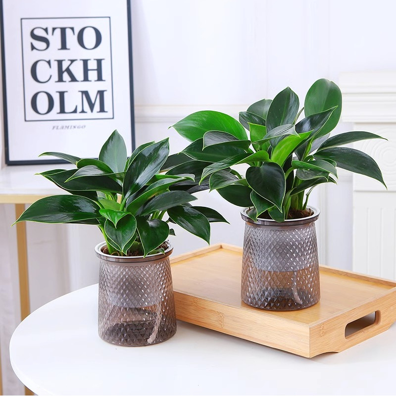 25-30cm 황금 다이아몬드 3개 + 별이 빛나는 물통 + 액체 [2개 특별 제공]