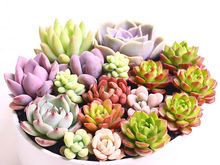 多肉植物组合肉肉盆栽绿植花卉花盆办公室室内阳台奇趣植物盆景