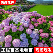 八仙大绣球苗无尽夏花苗当年开花观花植物公园花海大绣球花盆栽