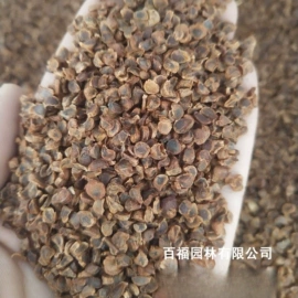 种子;其他园林植物;灌木