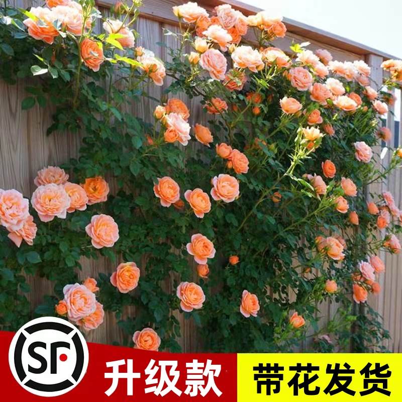Rose Flower Seedlings, Climbing Rose Plants, Large Garden Climbing Plants, Balcony Flowers, Wall-Climbing Roses, Cold-Resistant Potted Plants Rose Flower Seedlings, Climbing Rose Plants, Large Garden Climbing Plants, Balcony Flowers, Wall-Climbing Roses, Cold-Resistant Potted Plants