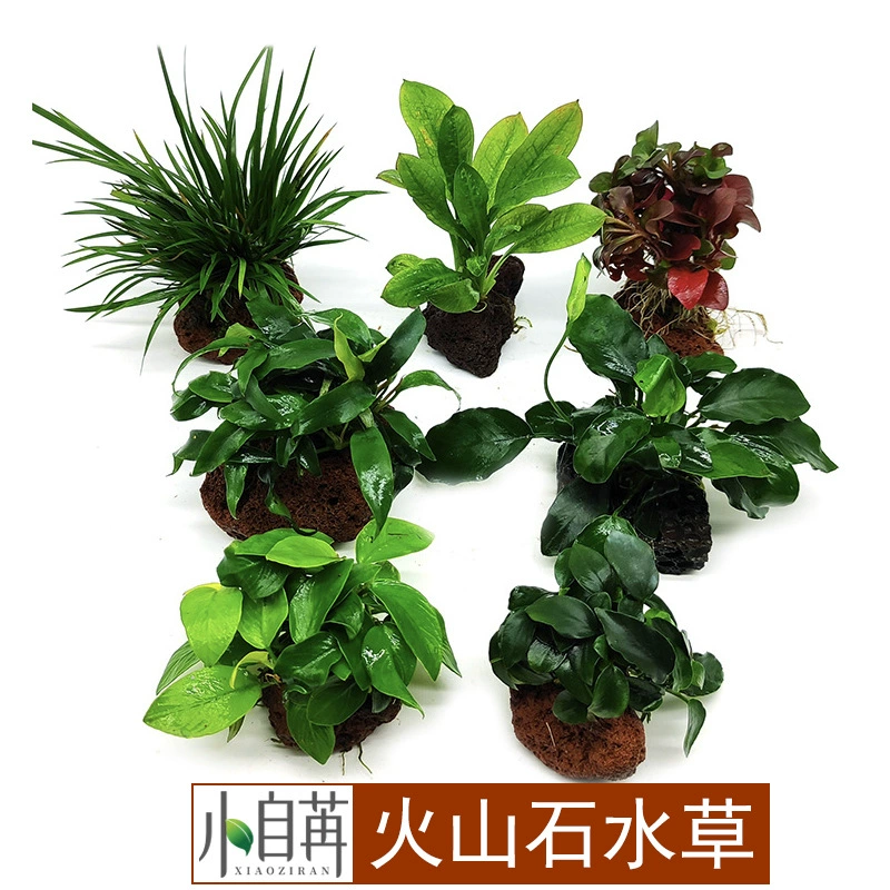 [Прямые продажи на пастбищах] Посадка вулканических камней Водное перо баньяна Разделенный водный меч Красная волна Изумрудная Корона Мох Живая сцена для аквариума
