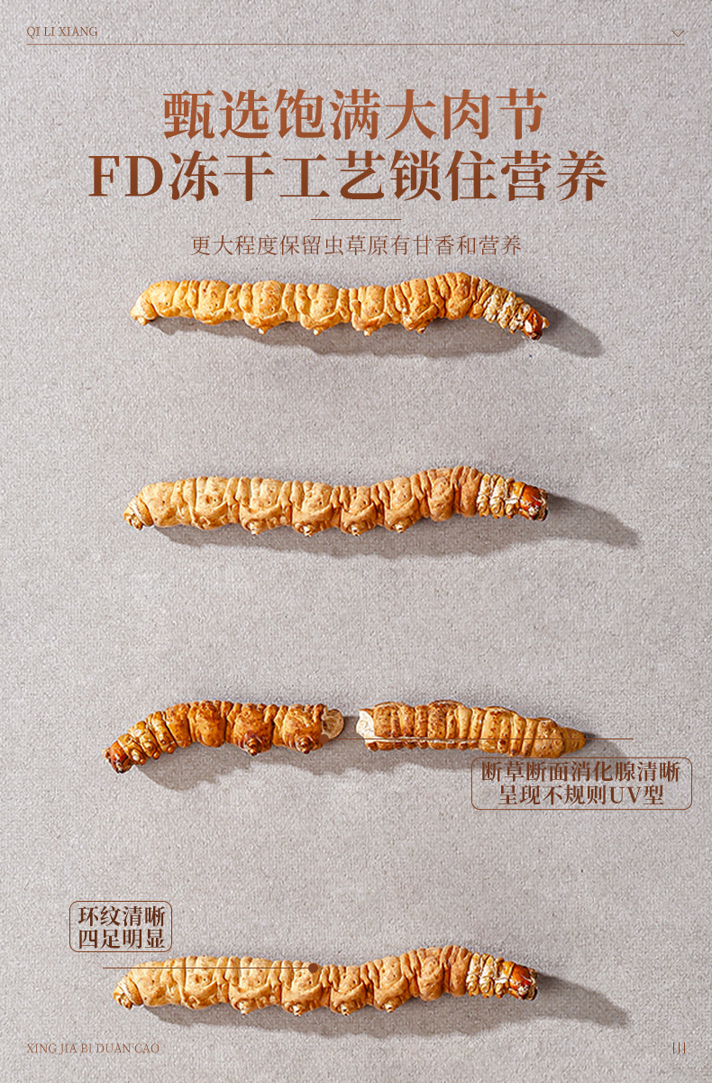 Dried Cordyceps Sinensis Broken Stems 1g Box Wild Harvested Tibetan Plateau Cordyceps for Traditional Soup and Decoction in use