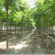 �������  ���С�w Ҏ��ȫ ���� �Sɽ��� �е��� ���ع���