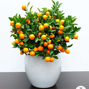 ��������ļ����҃Ⱥ��B�Gֲ��С�����ӽ����^�p�辰�����������]