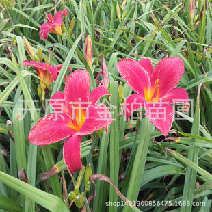 �F؛������������ͺ��޸����ܼt��������Դ���ݼt��ʯ����