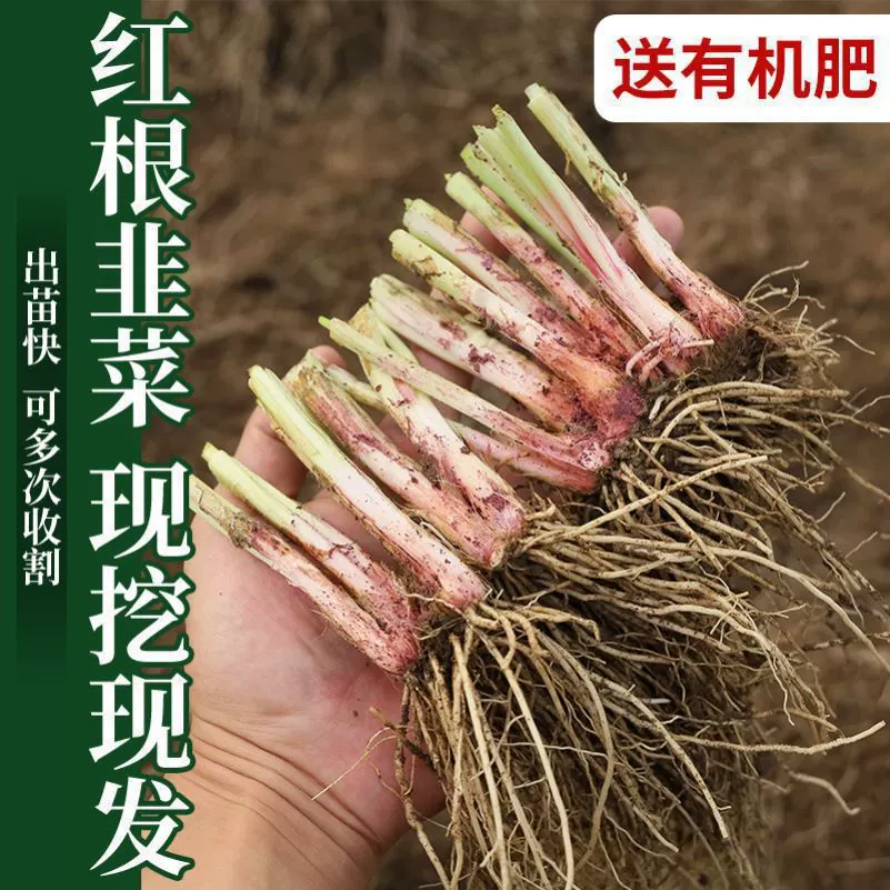 Широколистовая основа для рассады корня-Порея оптом крупнолистовая сельскохозяйственная овощная саженца размер на открытом воздухе корень один корень