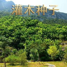种子;灌木;乔木