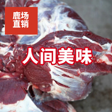 6新鲜鹿肉 梅花鹿腿肉大块肉 散养鹿肉冷鲜肉冷链配送鹿场批发价