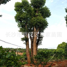 批发多杆香樟 4-5杆的丛生香樟树 多头香樟树 树形优美 价格实惠